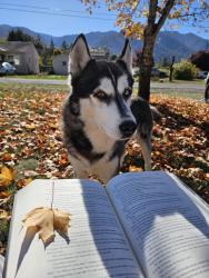 Lost Male Dog last seen hse by the church , Eugene, OR 97402