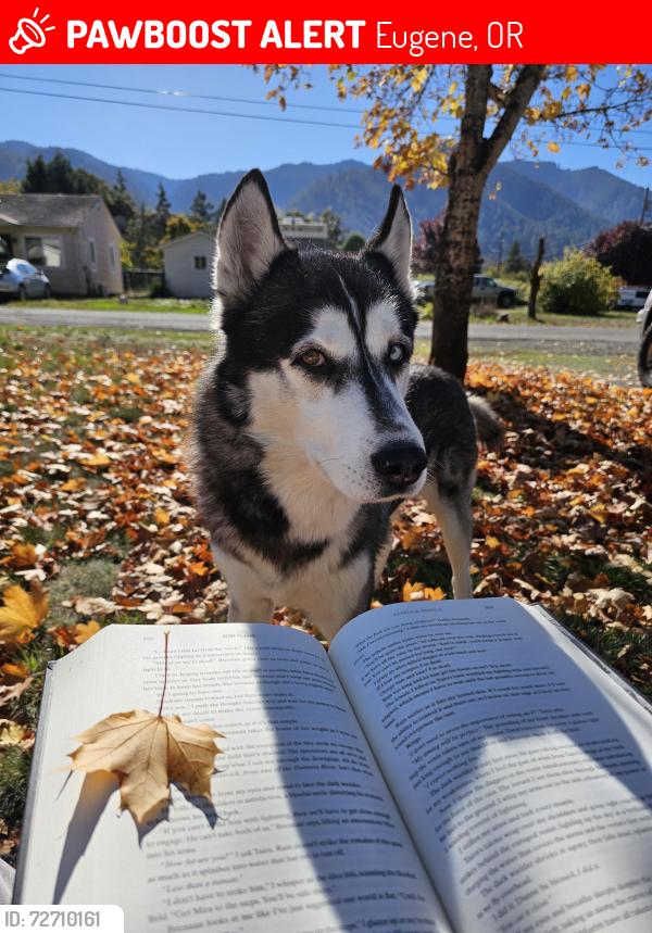 Lost Male Dog last seen hse by the church , Eugene, OR 97402