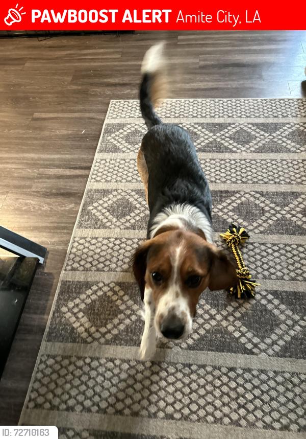 Lost Male Dog last seen Near highway 16 Amite la 70422, Amite City, LA 70422