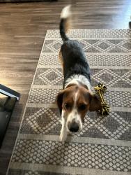 Lost Male Dog last seen Near highway 16 Amite la 70422, Amite City, LA 70422