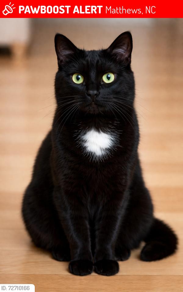 Lost Female Cat last seen Carriage Crossing & Pleasant Plains, Matthews, NC 28105