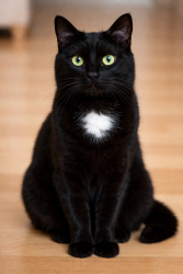 Lost Female Cat last seen Carriage Crossing & Pleasant Plains, Matthews, NC 28105