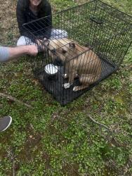 Found/Stray Male Dog last seen Mccallum St and Mermaid Lane, Philadelphia, PA 19118