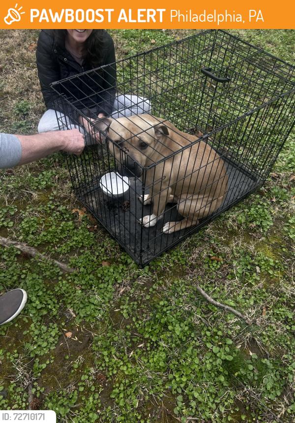 Found/Stray Male Dog last seen Mccallum St and Mermaid Lane, Philadelphia, PA 19118