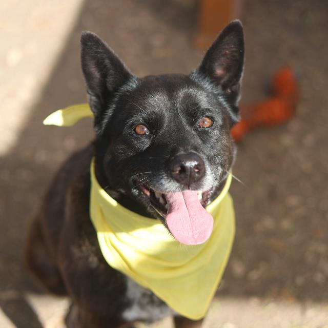 Shelter Stray Female Dog last seen Near DELGADO, San Antonio, TX 78227