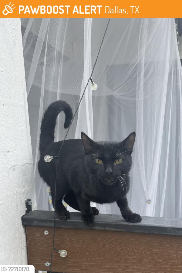 Found/Stray Male Cat last seen Preston & Arapaho Road, Dallas, TX 75248