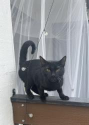 Found/Stray Male Cat last seen Preston & Arapaho Road, Dallas, TX 75248