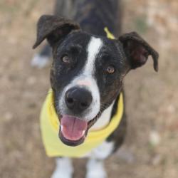 Shelter Stray Female Dog last seen Near BLOCK BIG CREEK ST, San Antonio, TX 78227