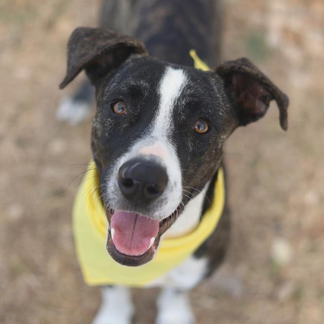 Shelter Stray Female Dog last seen Near BLOCK BIG CREEK ST, San Antonio, TX 78227