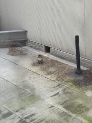 Found/Stray Male Cat last seen Parc Vendome, New York, NY 10019