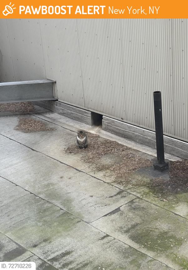 Found/Stray Male Cat last seen Parc Vendome, New York, NY 10019