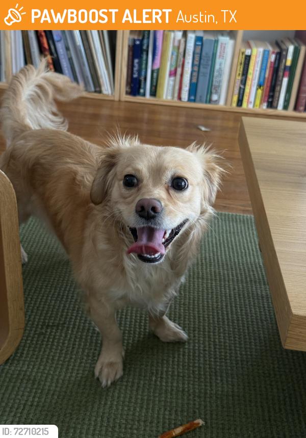Found/Stray Male Dog last seen Austin Botanical Gardens/Barton Springs Rd headed towards mopac, Austin, TX 78703