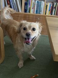 Found/Stray Male Dog last seen Austin Botanical Gardens/Barton Springs Rd headed towards mopac, Austin, TX 78703