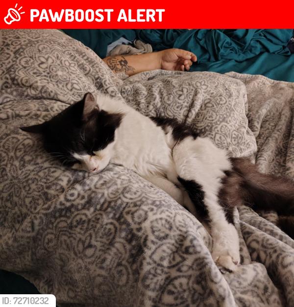 Lost Male Cat last seen Hart drive , North Fort Myers, FL 33917