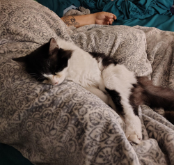 Lost Male Cat last seen Hart drive , North Fort Myers, FL 33917