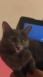 Lost Female Cat last seen Fallview Dr McDonough Georgia , McDonough, GA 30253