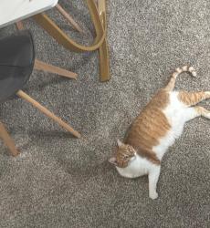 Lost Female Cat last seen Weschester , Miami, FL 33165