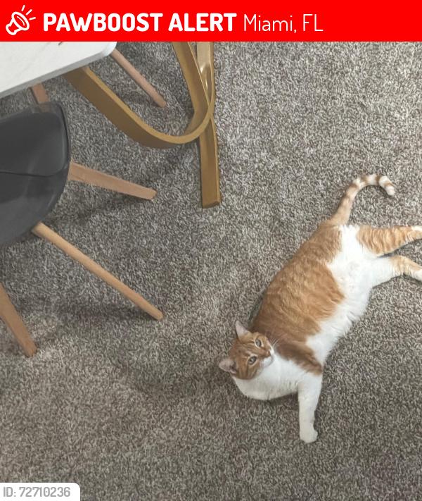 Lost Female Cat last seen Weschester , Miami, FL 33165