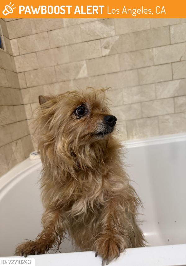 Found/Stray Female Dog last seen Gentry Ave , Los Angeles, CA 91607