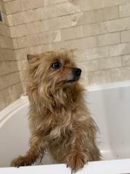Found/Stray Female Dog last seen Gentry Ave , Los Angeles, CA 91607