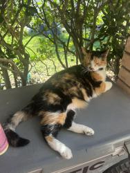 Lost Female Cat last seen Evelyn/ Sunnybrook/ Gollihar, Corpus Christi, TX 78415