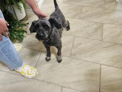 Found/Stray Male Dog last seen Sienna and Red Hawk, Las Cruces, NM 88012
