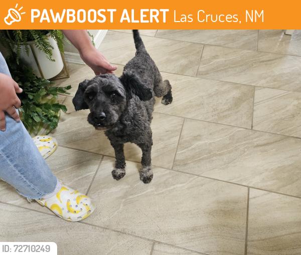 Found/Stray Male Dog last seen Sienna and Red Hawk, Las Cruces, NM 88012