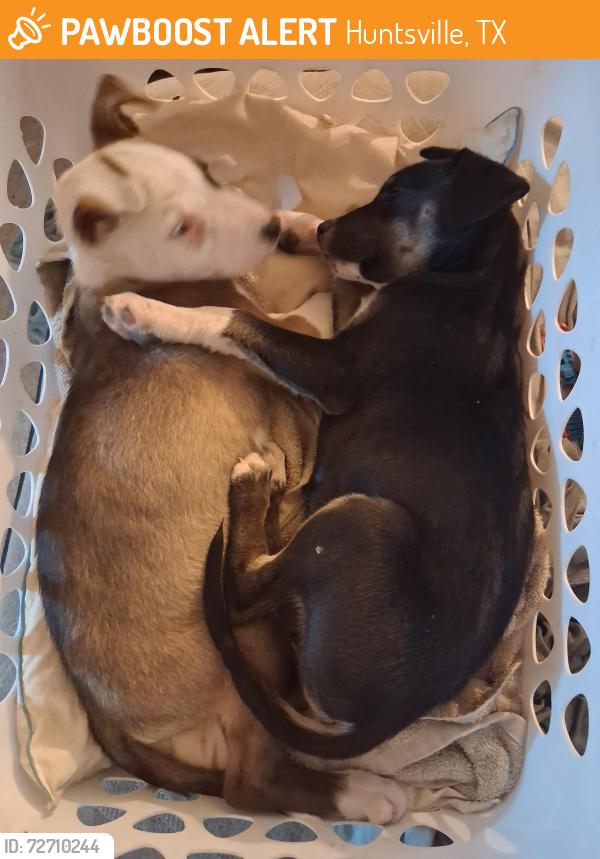 Found/Stray Unknown Dog last seen Fish hatchery and Hackney Road, Center for biological field studies/PERL, Huntsville, TX 77320