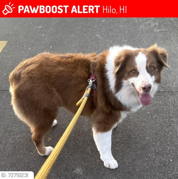 Lost Female Dog last seen 45-480 Kaneohe Bay Dr Kaneohe, HI 96744 , Hilo, HI 96720