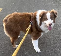 Lost Female Dog last seen 45-480 Kaneohe Bay Dr Kaneohe, HI 96744 , Hilo, HI 96720