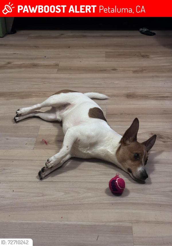 Lost Male Dog last seen Bodega Avenue, Petaluma, Petaluma, CA 94952