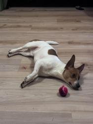Lost Male Dog last seen Bodega Avenue, Petaluma, Petaluma, CA 94952
