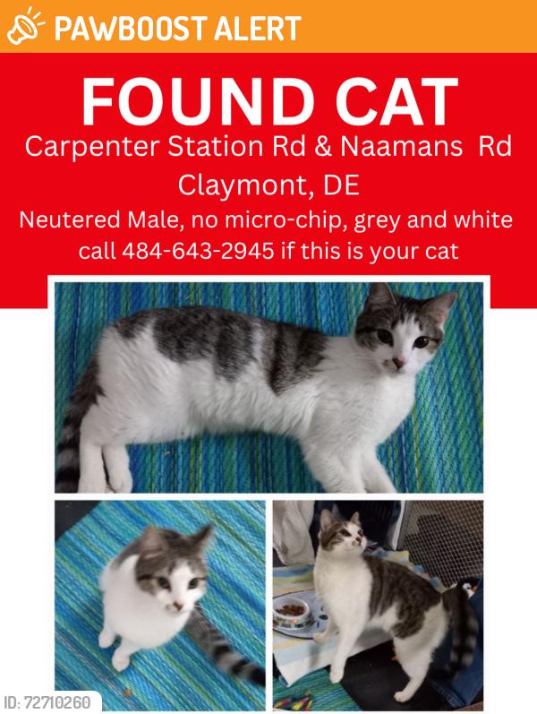 Found/Stray Male Cat last seen Capenter Station Rd and Naamans Rd, New Castle County, DE 19810