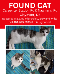 Found/Stray Male Cat last seen Capenter Station Rd and Naamans Rd, New Castle County, DE 19810