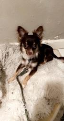 Lost Male Dog last seen Near E Cambridge ave Fresno ca 93703, Fresno, CA 93703