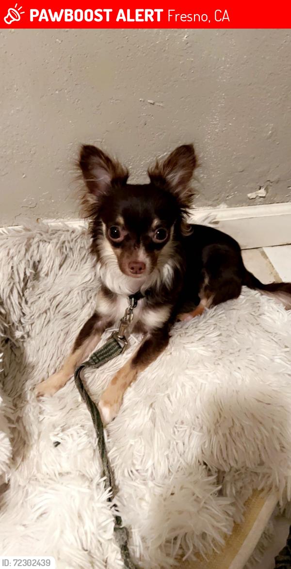 Lost Male Dog last seen Near E Cambridge ave Fresno ca 93703, Fresno, CA 93703