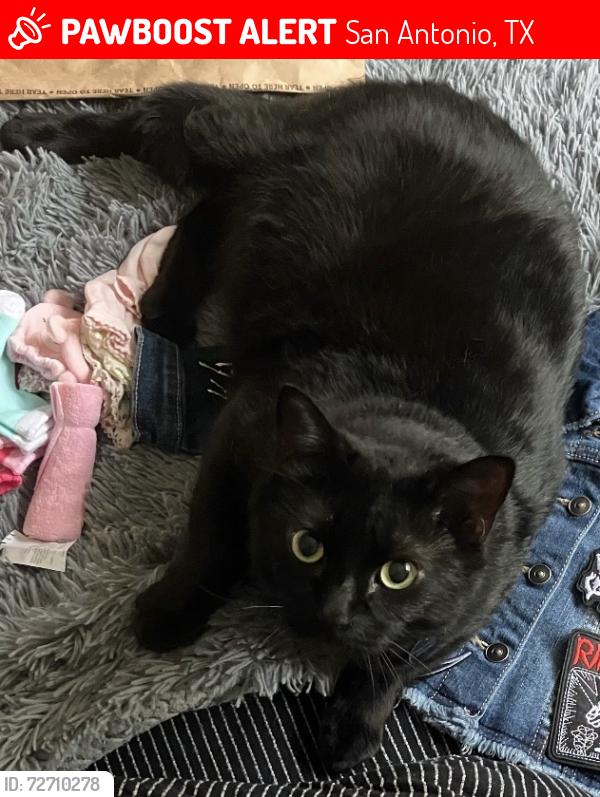 Lost Male Cat last seen Hidden Brook/ Les Harrison, San Antonio, TX 78250