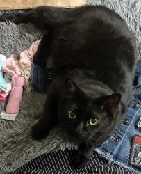 Lost Male Cat last seen Hidden Brook/ Les Harrison, San Antonio, TX 78250