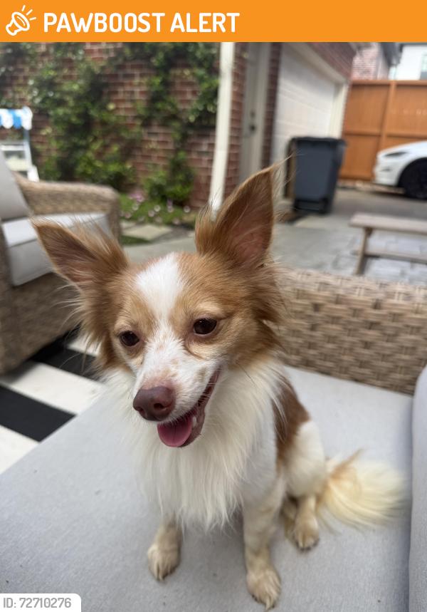 Found/Stray Male Dog last seen Swarthmore and College , West University Place, TX 77005
