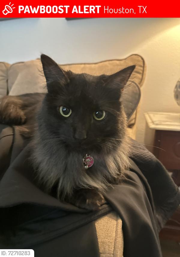 Lost Female Cat last seen Blue Willow and Meadow Lake, Houston, TX 77042