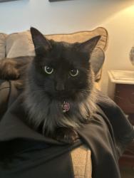 Lost Female Cat last seen Blue Willow and Meadow Lake, Houston, TX 77042