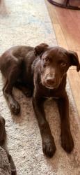 Lost Male Dog last seen Raintree church , Lubbock, TX 79423