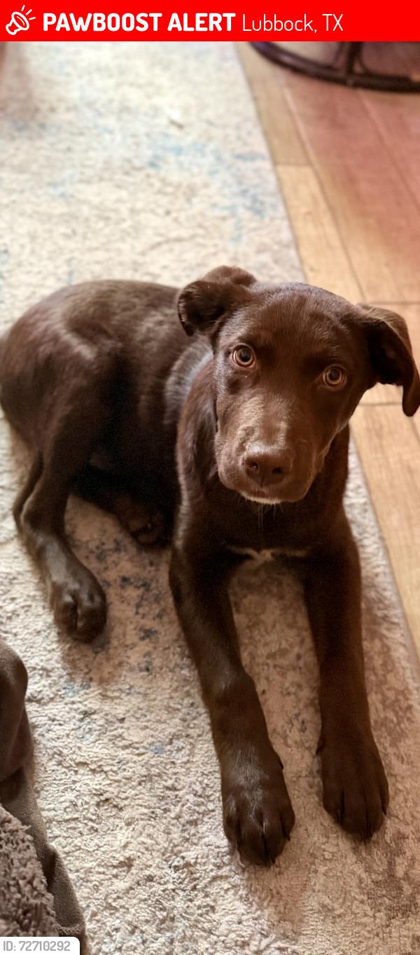 Lost Male Dog last seen Raintree church , Lubbock, TX 79423