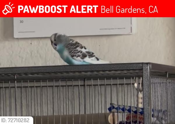 Lost Male Bird last seen Quinn and Garfield , Bell Gardens, CA 90201
