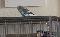 Lost Male Bird last seen Quinn and Garfield , Bell Gardens, CA 90201