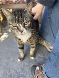 Found/Stray Unknown Cat last seen Legacy Neighborhood Eagle, Eagle, ID 83713