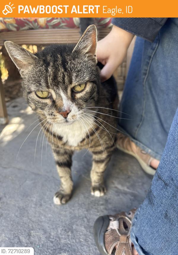 Found/Stray Unknown Cat last seen Legacy Neighborhood Eagle, Eagle, ID 83713