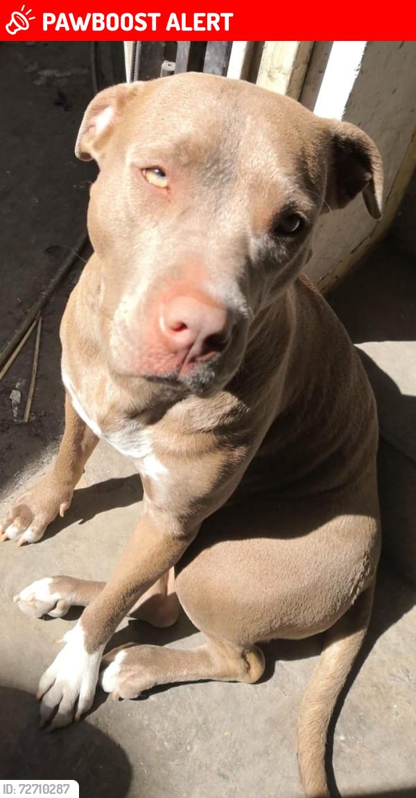 Lost Female Dog last seen Av. San miguel  , Ciudad General Escobedo, N.L. 66062