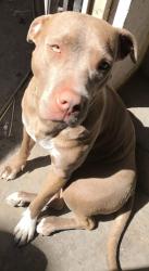 Lost Female Dog last seen Av. San miguel  , Ciudad General Escobedo, N.L. 66062