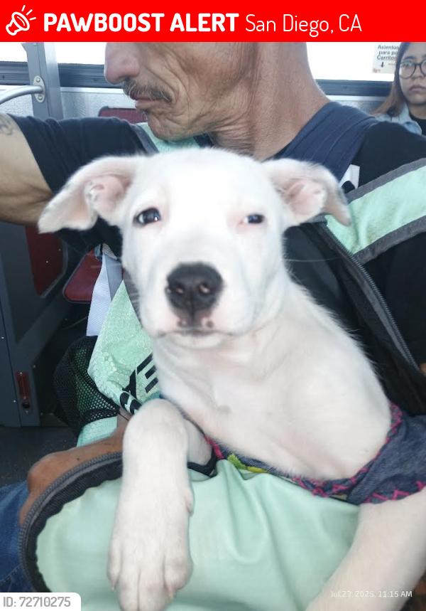 Lost Female Dog last seen OTAY MESA 92154, San Diego, CA 92154